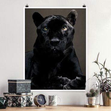 Poster animals - Black Puma