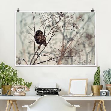 Poster - Owl In The Winter