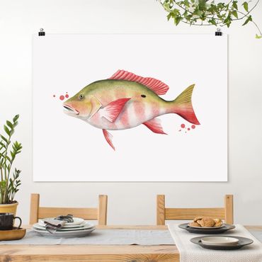 Poster - Color Catch - Northern Red Snapper