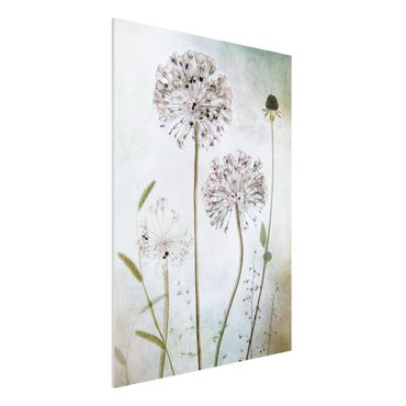 Forex print - Allium flowers in pastel