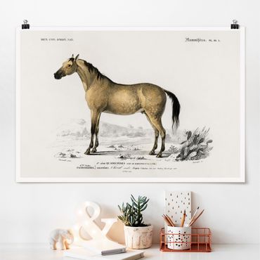 Poster - Vintage Board Horse