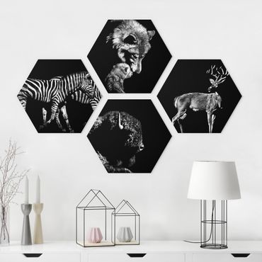 Forex hexagon - Wild Animals From Black Set II