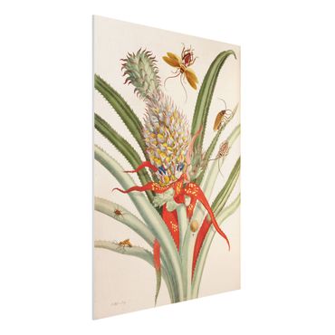 Print on forex - Anna Maria Sibylla Merian - Pineapple With Insects