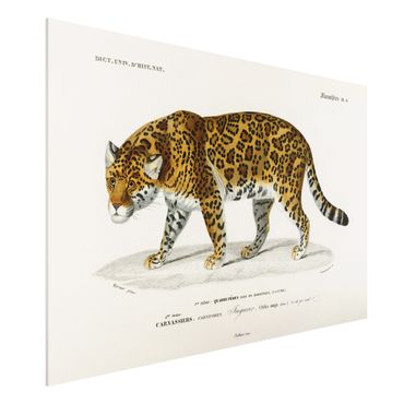 Print on forex - Vintage Board Jaguar