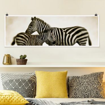Panoramic poster animals - Zebra Couple