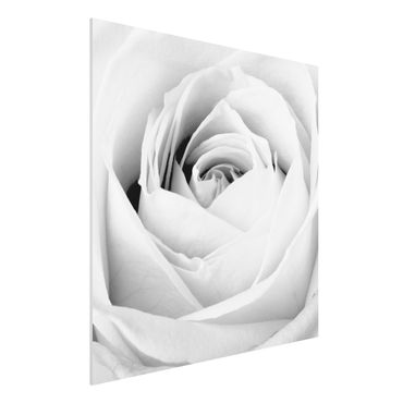 Forex print - Close Up Rose
