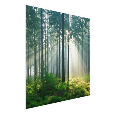 Print on aluminium - Enlightened Forest