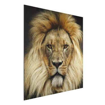 Print on aluminium - Wisdom Of Lion