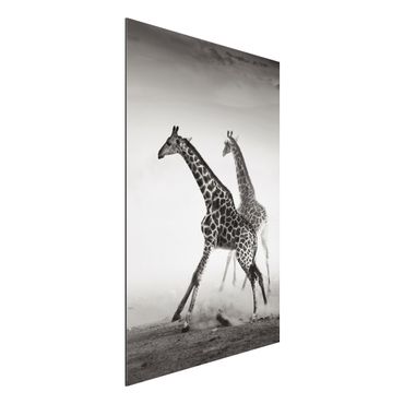 Print on aluminium - Giraffe Hunt