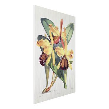 Print on aluminium - Walter Hood Fitch - Orchid