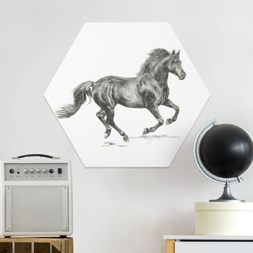 Forex hexagon - Wild Horse Trial - Stallion