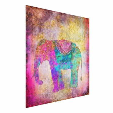 Print on forex - Colourful Collage - Indian Elephant