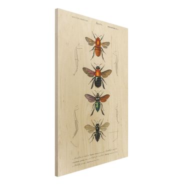 Print on wood - Vintage Board Insects