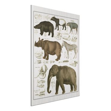 Print on aluminium - Vintage Board Elephant, Zebra And Rhino