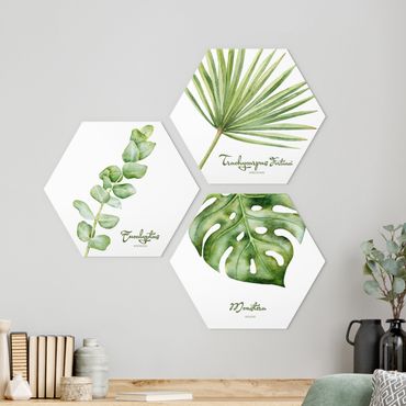 Alu-Dibond hexagon - Watercolour Botany
