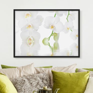 Framed poster - Spa Orchid - White Orchid