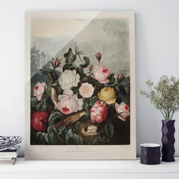 Glass print - Botany Vintage Illustration Of Roses