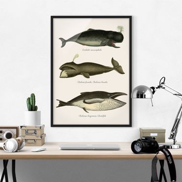 Framed poster - Three Vintage Whales