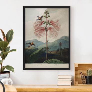 Framed poster - Botany Vintage Illustration Flower And Hummingbird