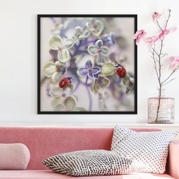 Framed poster - Ladybird In The Garden