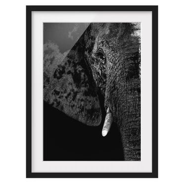 Framed poster - African Elephant black and white