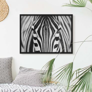 Framed poster - Zebra Look