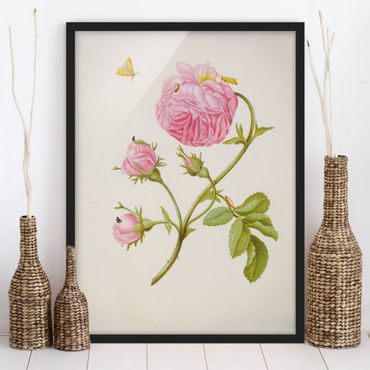 Framed poster - Anna Maria Sibylla Merian - Wild Rose With Gracillariidae