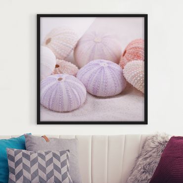 Framed poster - Sea Urchin In Pastel