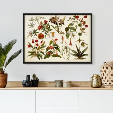 Framed poster - Vintage Board Tropical Botany II