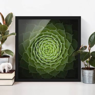 Framed poster - Mandala Succulent