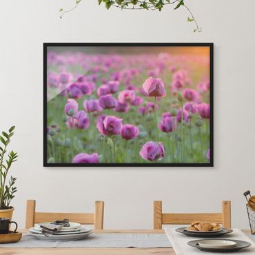 Framed poster - Purple Poppy Flower Meadow In Spring