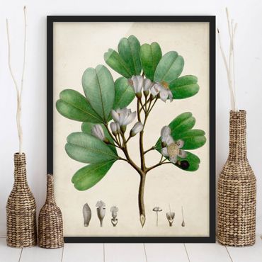 Framed poster - Deciduous Poster III