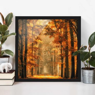 Framed poster - Enchanted Forest In Autumn