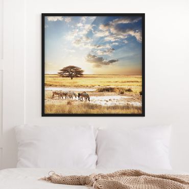 Framed poster - Zebras' lives