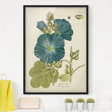 Framed poster - Vintage Botany In Blue Rose Poplar