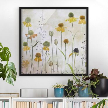 Framed poster - Delicate Helenium Flowers