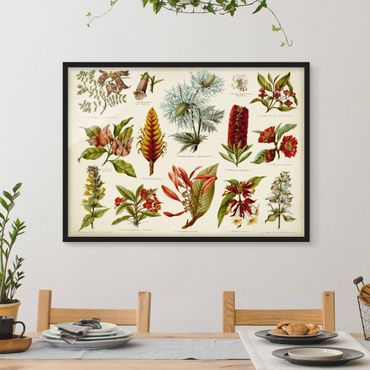 Framed poster - Vintage Board Tropical Botany I