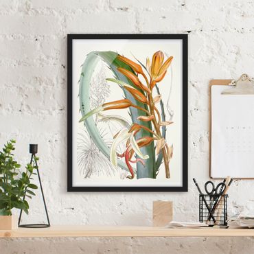 Framed poster - Vintage Illustration Tropical Flowers I