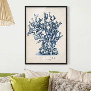 Framed poster - Sea Corals Study II