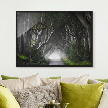 Framed poster - Forest In Northern Ireland