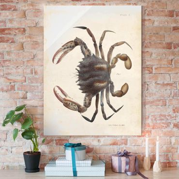 Glass print - Vintage Illustration Crab