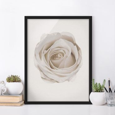 Framed poster - WaterColours - Pretty White Rose