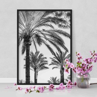 Framed poster - Palm Trees At Sunset Black And White