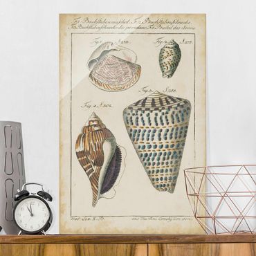 Glass print - Vintage Conch Drawing Pattern Bunte