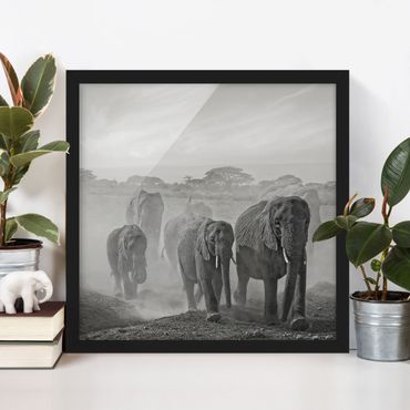 Framed poster - Herd Of Elephants