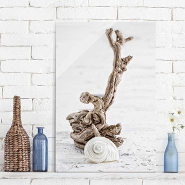 Glass print - White Snail Shell And Root Wood