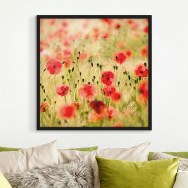 Framed poster - Summer Poppies