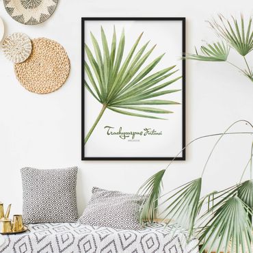 Framed poster - Watercolour Botany Trachycarpus Fortunei