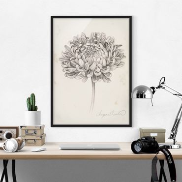 Framed poster - Botanical Study Chrysanthemum II