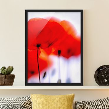 Framed poster - Magic Poppies